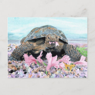 Roxy, la postal de la tortuga