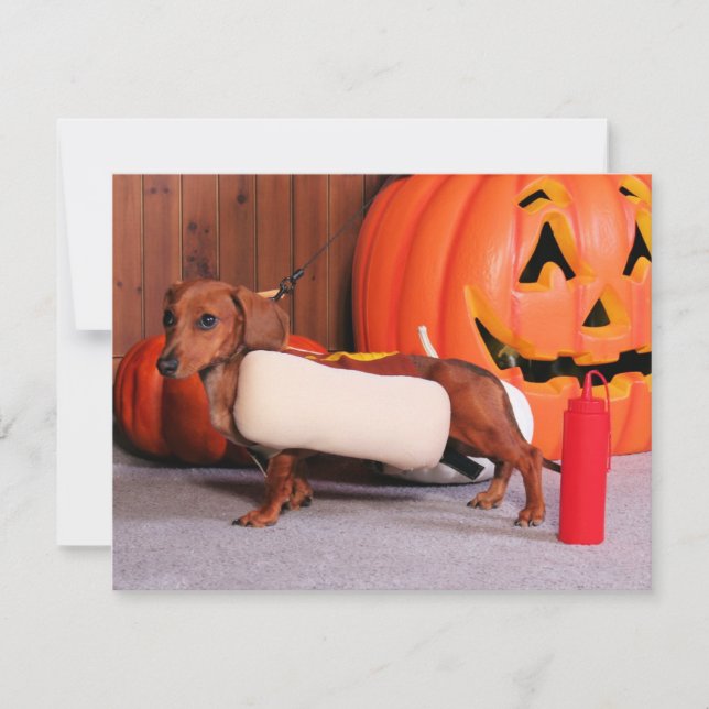 Roxy - Mini Dachshund - Elliott (Anverso)