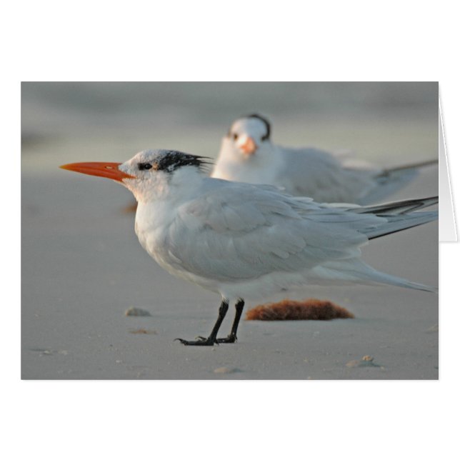 ROYAL TERN (Anverso (Horizontal))