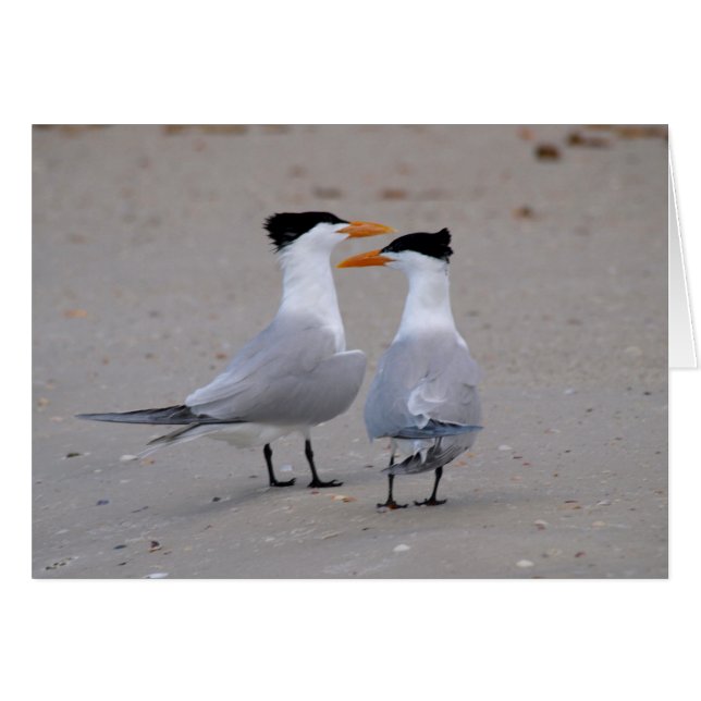 Royal Terns (Anverso (Horizontal))
