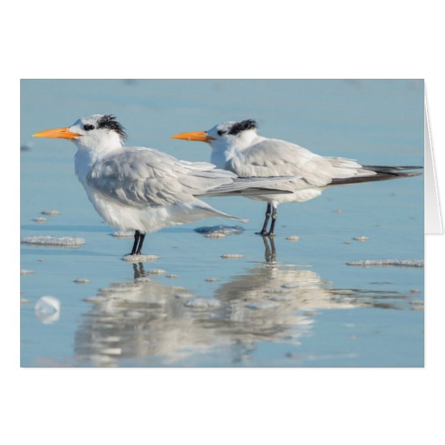 Royal Terns en la playa (Anverso (Horizontal))