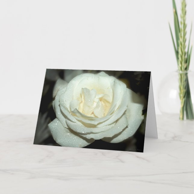 Roza blanca demoledora - tarjeta de saludo en blan (Anverso)