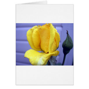 Rsoebud amarillo