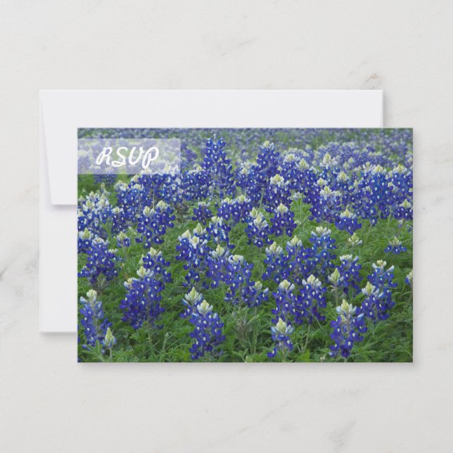 RSVP Texas Bluebonnets Foto sobre tarjetas negras (Anverso)