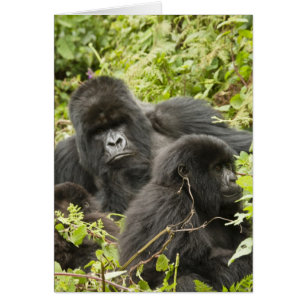 Ruanda, Parque Nacional de los Volcanes