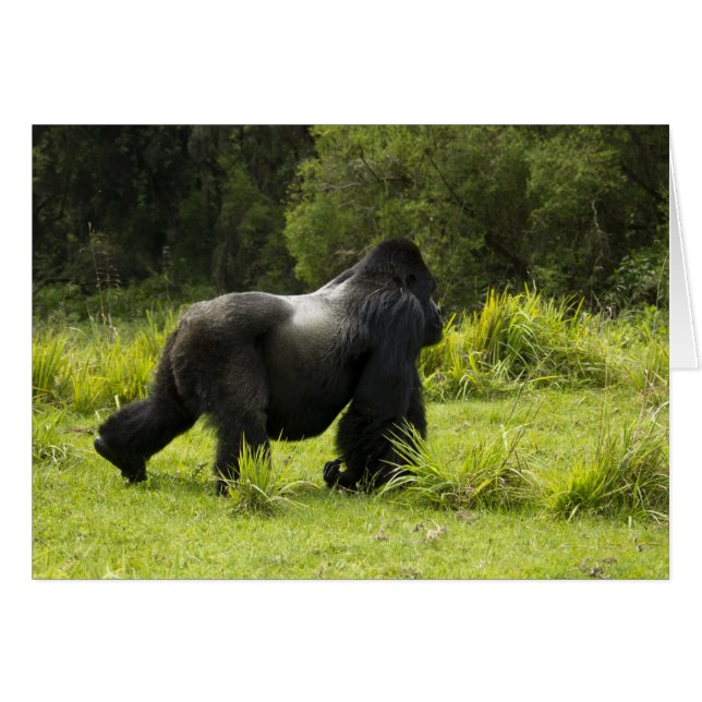 Ruanda, Parque Nacional de los Volcanes (Anverso (Horizontal))