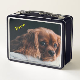 Ruby Cavalier King Charles Spaniel Dog