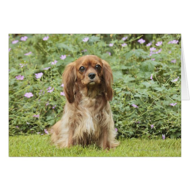 Ruby Cavalier Rey Charles Spaniel en el césped (Anverso (Horizontal))