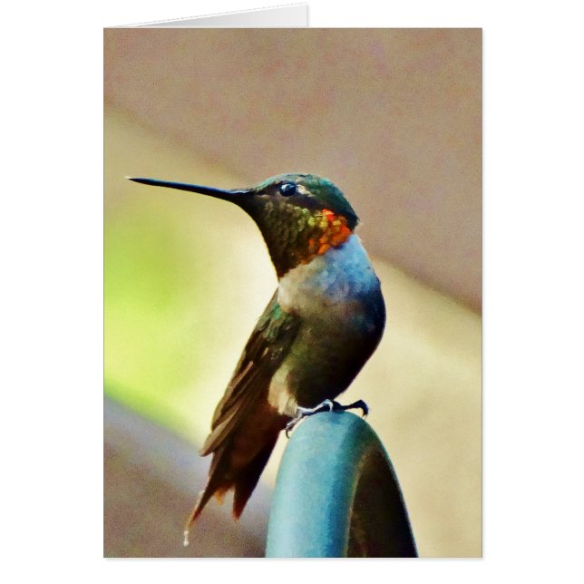 Ruby encaramado y colibrí verde (Frente)