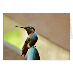 Ruby encaramado y colibrí verde