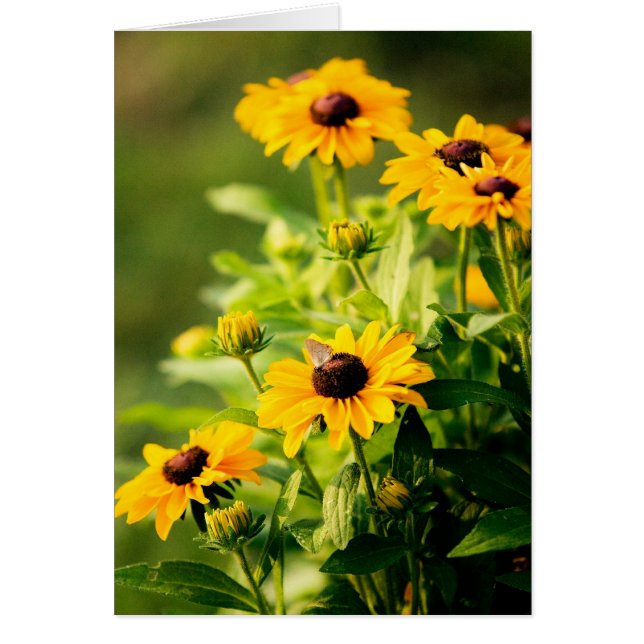 Rudbeckia (Frente)