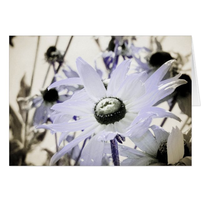 Rudbeckia (Anverso (Horizontal))