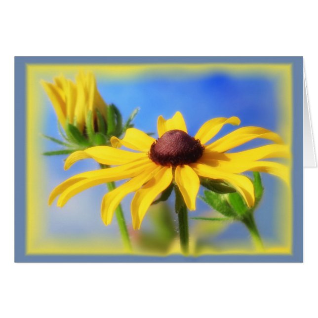 Rudbeckia Blues - Vignette (Anverso (Horizontal))