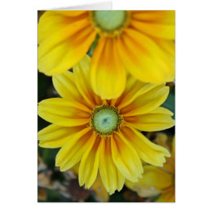 Rudbeckia, espacio en blanco