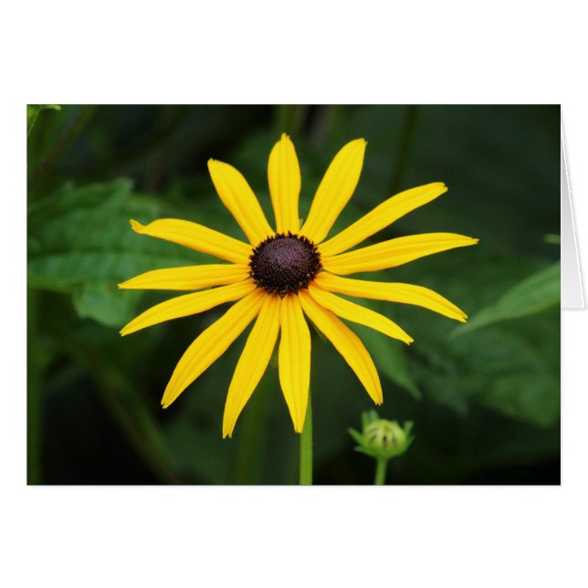 Rudbeckia hirta (Anverso (Horizontal))
