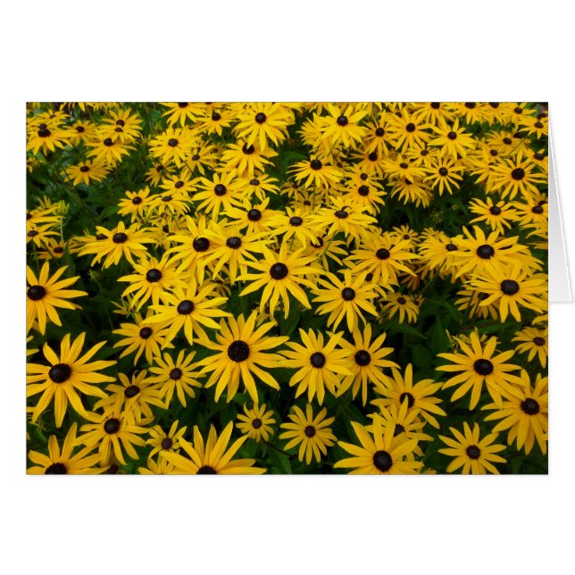 Rudbeckia Hirta (Susans de ojos negros) (Anverso (Horizontal))