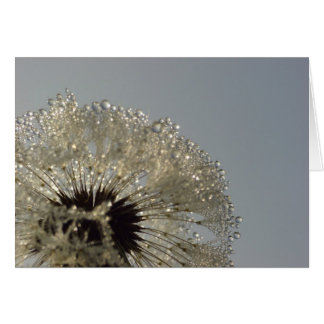 Rueda de gotas - Dandelion con gotas
