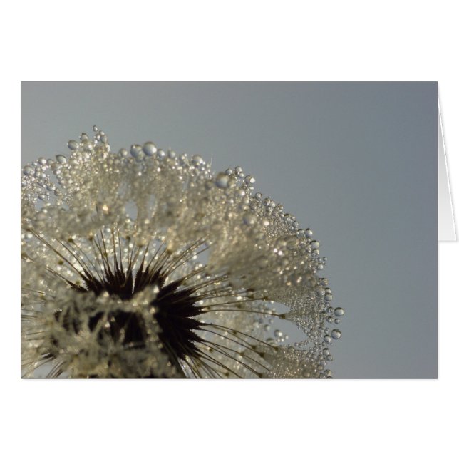 Rueda de gotas - Dandelion con gotas (Anverso (Horizontal))