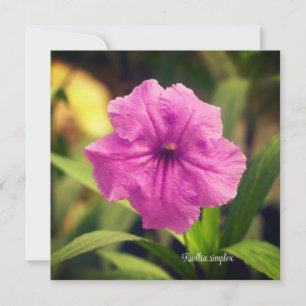 Ruellia simple