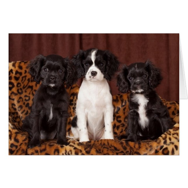 Rufas, Micah y Ace (Anverso (Horizontal))
