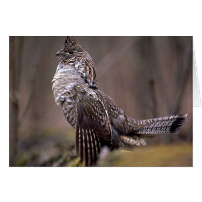 Ruffed Grouse (Anverso (Horizontal))
