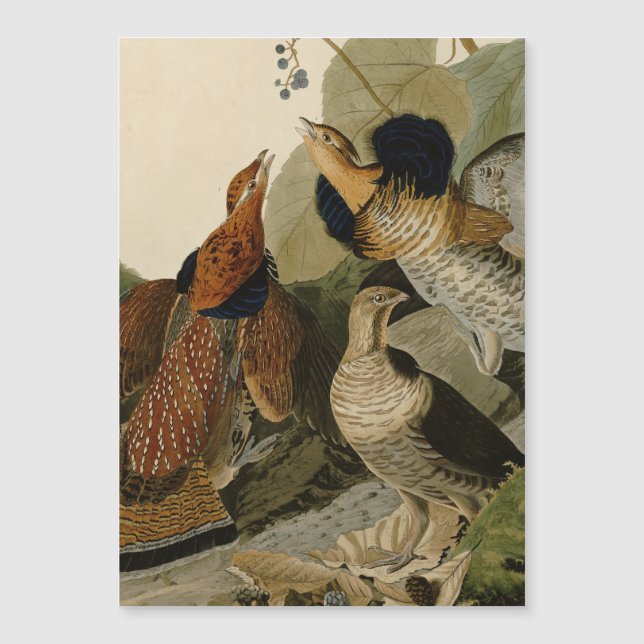 Ruffed Grouse Audubon Game Bird (Anverso)