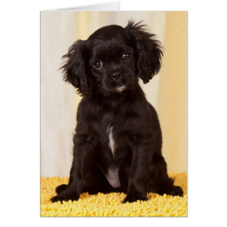 RUFFLAS UN CAVALIER NEGRO KING CHARLES SPANIEL