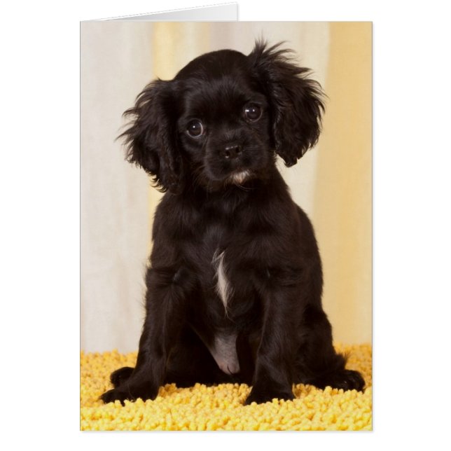 RUFFLAS UN CAVALIER NEGRO KING CHARLES SPANIEL (Frente)