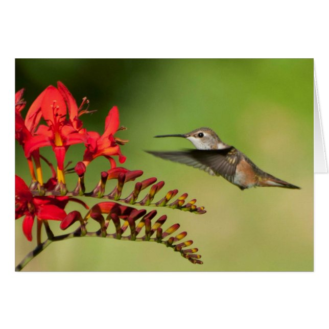 Rufous Hummingbird at Lucifer Crocosmia (Anverso (Horizontal))