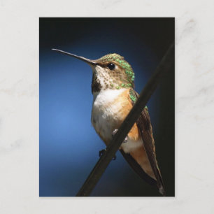 Rufous Hummingbird - Postales