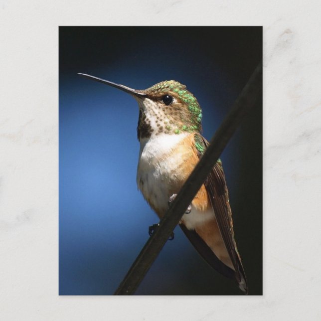 Rufous Hummingbird - Postales (Anverso)