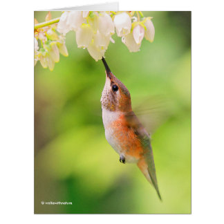Rufous Hummingbird Sips Blueberry Blossom Néctar