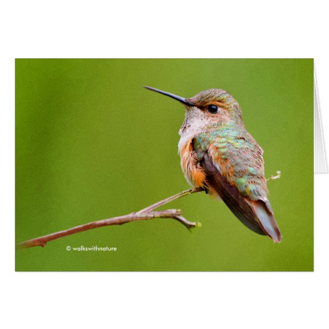 Rufous Hummingbird Sitting en California Lilac (Anverso (Horizontal))
