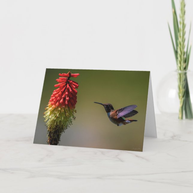 Rufous Hummingbird Tarjeta de agradecimiento (Anverso)