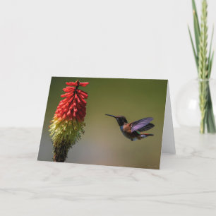 Rufous Hummingbird Tarjeta de agradecimiento