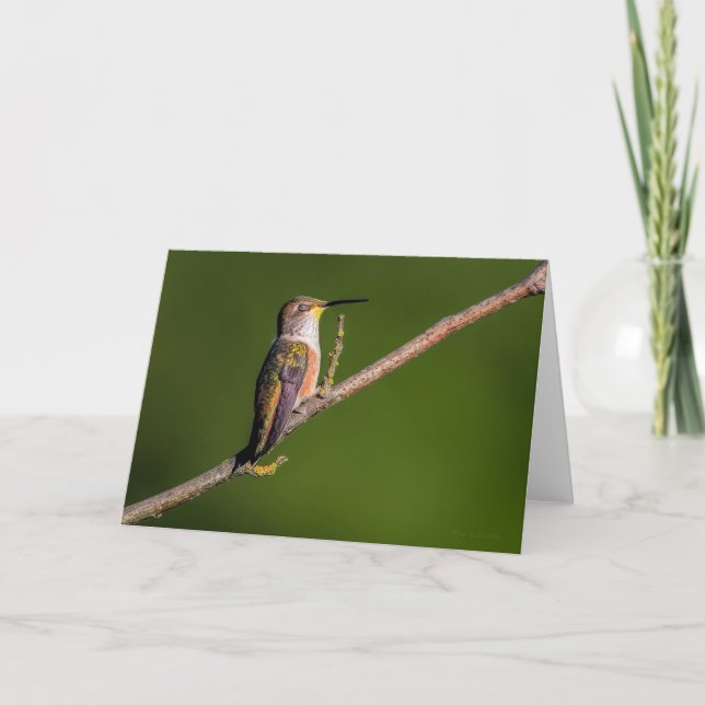 Rufous Hummingbird - Tarjeta de agradecimiento (Anverso)