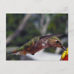 Rufous Hummingbird - Tarjeta postal