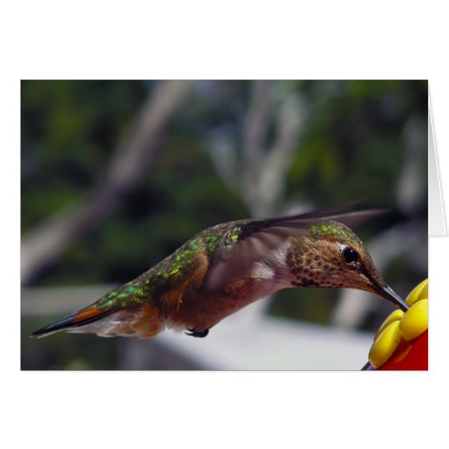 Rufous Hummingbird - Tarjetas de fotos (Anverso (Horizontal))