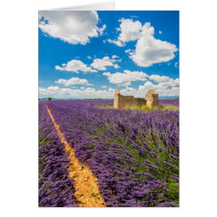 Ruina en campo de lavanda, Francia