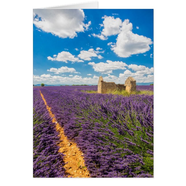 Ruina en campo de lavanda, Francia (Frente)