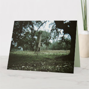 Ruinas de Chimenea Tarjeta en Blanco