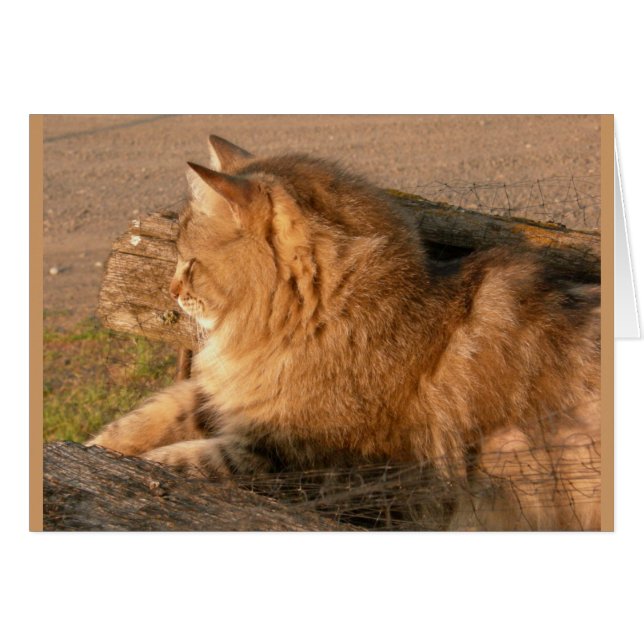 Rum Tum Tiggle (Anverso (Horizontal))