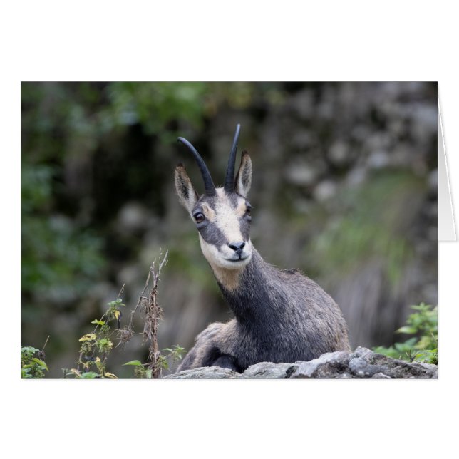 Rupicapra rupicapra (Anverso (Horizontal))