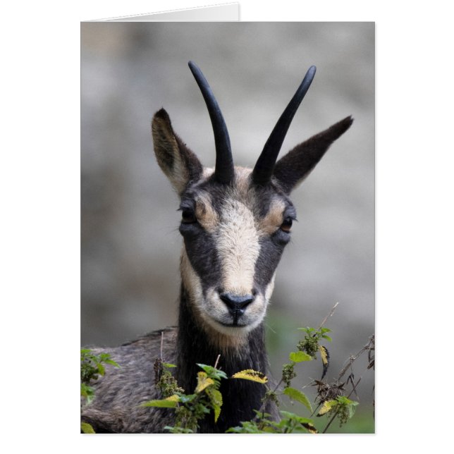 Rupicapra rupicapra (Frente)