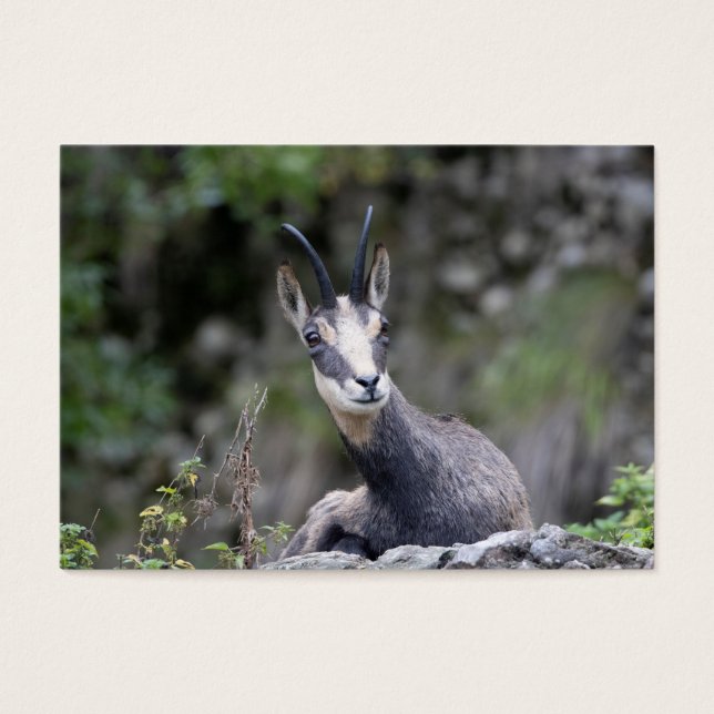 Rupicapra rupicapra (Frente)