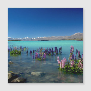 Russell Lupins en el lago Tekapo, Magnet