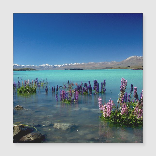 Russell Lupins en el lago Tekapo, Magnet (Anverso)