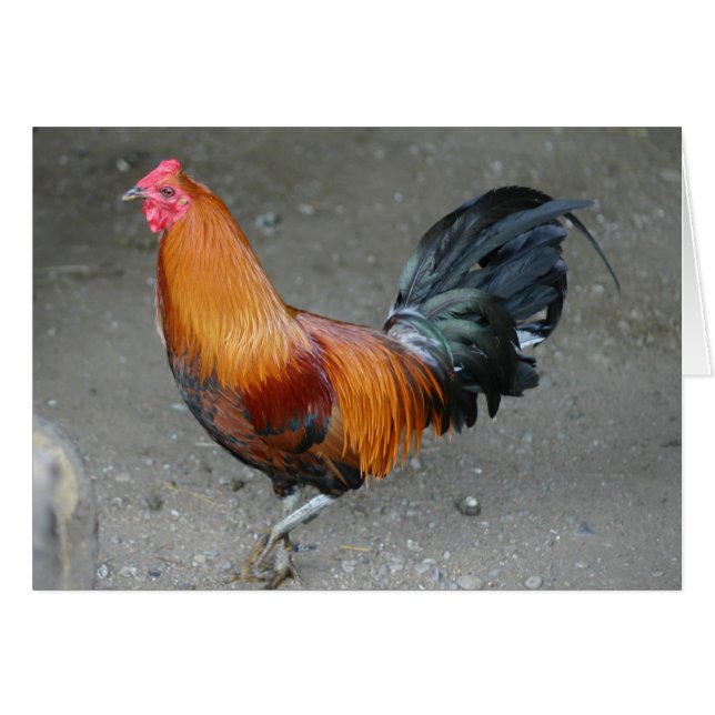 Rusty (Anverso (Horizontal))