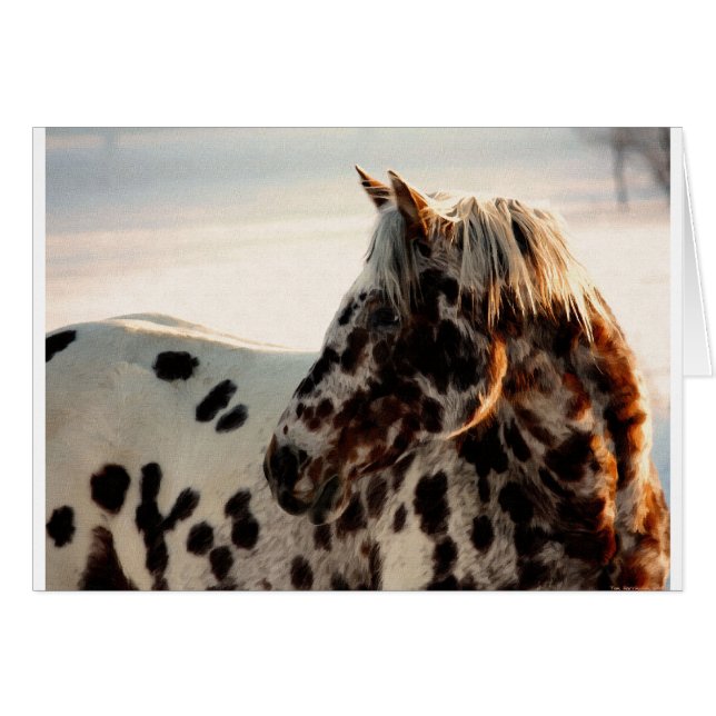 Rusty the Appaloosa (Anverso (Horizontal))
