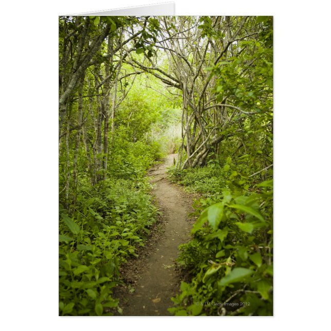 Ruta a través del bosque (Frente)